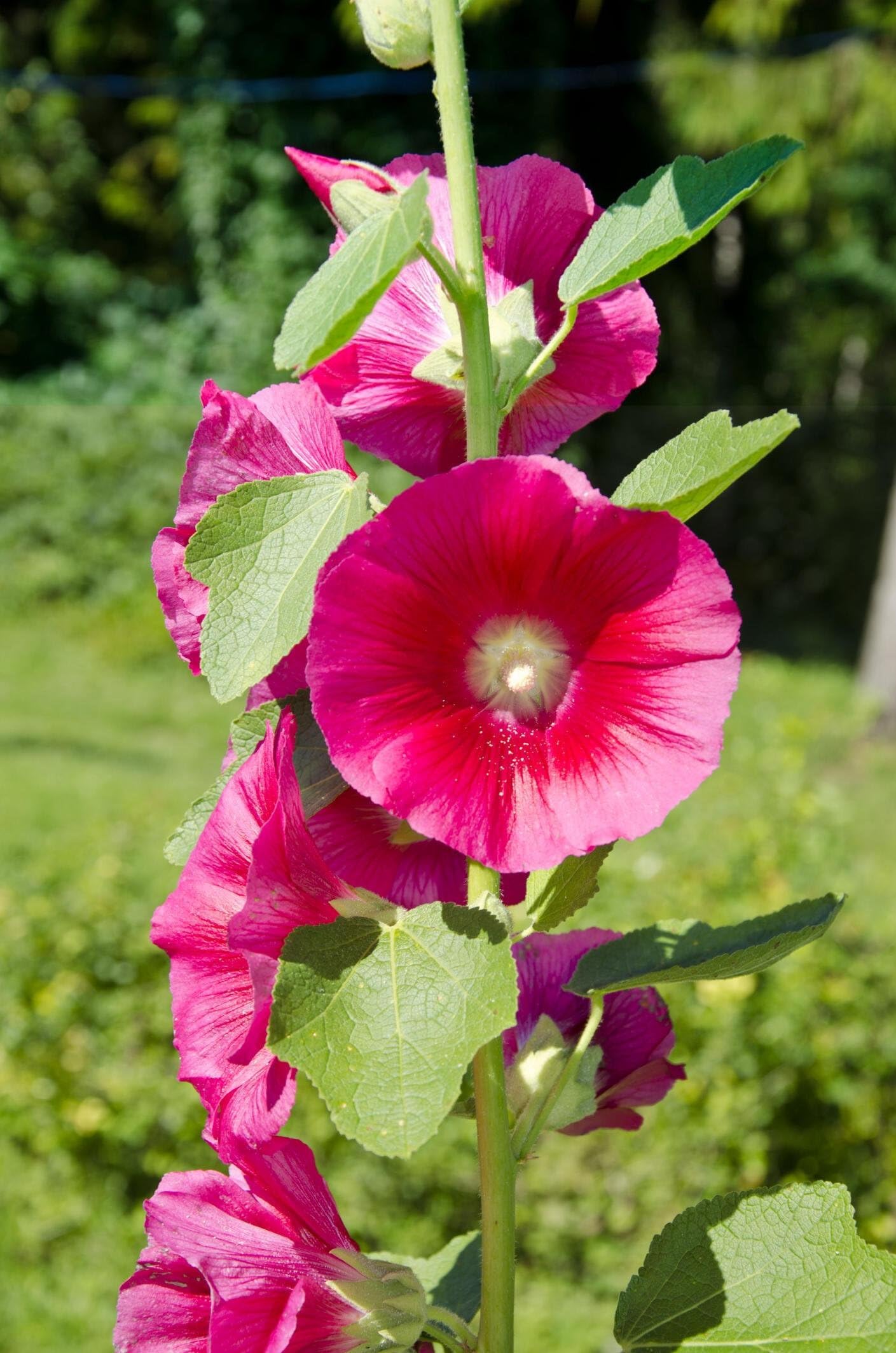 Double - Orange for planting in home garden